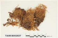 藏品(灰苔科)的圖片